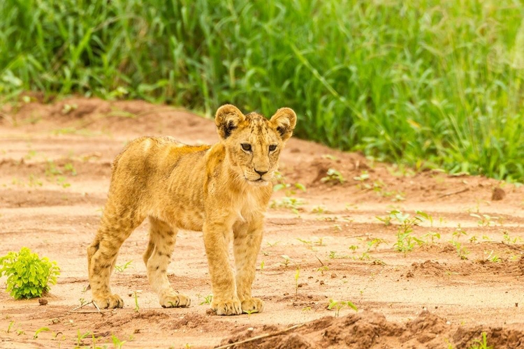 Picture of AFRICA-TANZANIA-TARANGIRE NATIONAL PARK LION CUB CLOSE-UP 