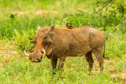Picture of AFRICA-TANZANIA-TARANGIRE NATIONAL PARK WARTHOG WITH YELLOW-BILLED OXPECKER GROOMING HIM 