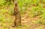 Picture of AFRICA-TANZANIA-TARANGIRE NATIONAL PARK BANDED MONGOOSE CLOSE-UP 