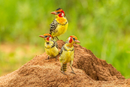 Picture of AFRICA-TANZANIA-TARANGIRE NATIONAL PARK RED-AND-YELLOW BARBETS ON DIRT MOUND 