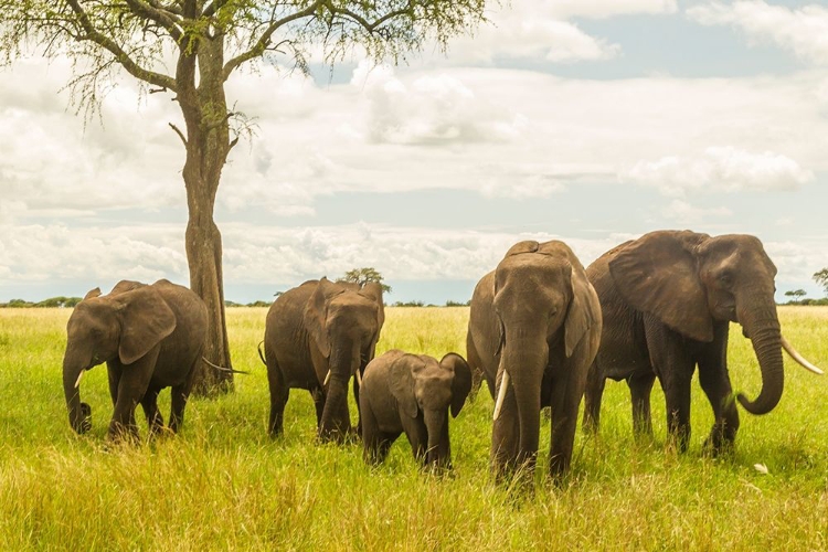 Picture of AFRICA-TANZANIA-TARANGIRE NATIONAL PARK AFRICAN ELEPHANT ADULTS AND YOUNG 