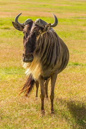 Picture of AFRICA-TANZANIA-NGORONGORO CRATER WHITE BEARDED WILDEBEEST CLOSE-UP 