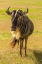 Picture of AFRICA-TANZANIA-NGORONGORO CRATER WHITE BEARDED WILDEBEEST CLOSE-UP 