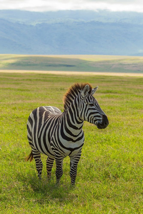 Picture of AFRICA-TANZANIA-NGORONGORO CRATER PLAINS ZEBRA IN FIELD 