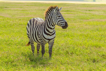 Picture of AFRICA-TANZANIA-NGORONGORO CRATER PLAINS ZEBRA IN FIELD 