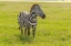Picture of AFRICA-TANZANIA-NGORONGORO CRATER PLAINS ZEBRA IN FIELD 