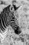 Picture of AFRICA-TANZANIA-NGORONGORO CRATER BANDW OF PLAINS ZEBRA HEAD 