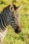 Picture of AFRICA-TANZANIA-NGORONGORO CRATER PLAINS ZEBRA HEAD 