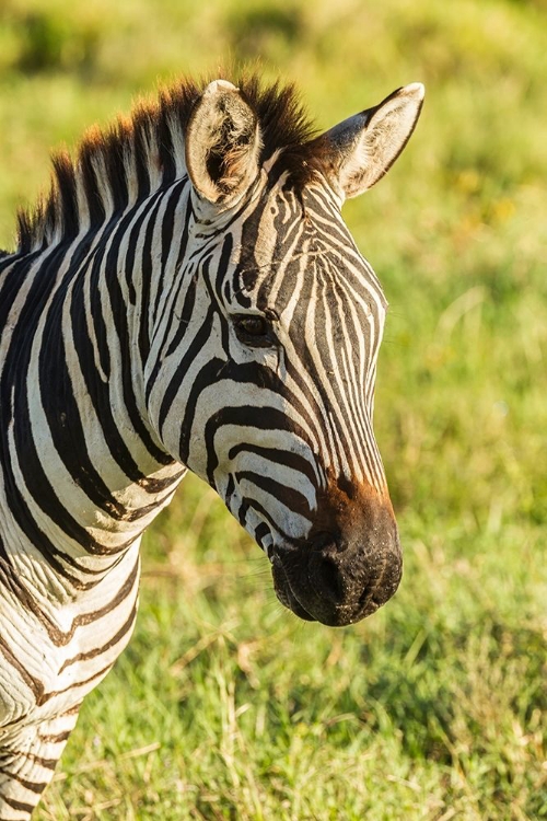 Picture of AFRICA-TANZANIA-NGORONGORO CRATER PLAINS ZEBRA HEAD 