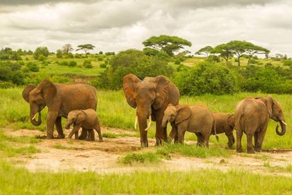 Picture of AFRICA-TANZANIA-TARANGIRE NATIONAL PARK AFRICAN ELEPHANT ADULTS AND YOUNG 