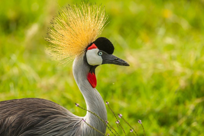 Picture of AFRICA-TANZANIA-NGORONGORO CRATER CROWNED CRANE BIRD CLOSE-UP 