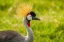 Picture of AFRICA-TANZANIA-NGORONGORO CRATER CROWNED CRANE BIRD CLOSE-UP 
