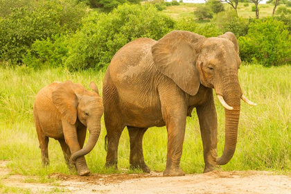 Picture of AFRICA-TANZANIA-TARANGIRE NATIONAL PARK AFRICAN ELEPHANT ADULT AND BABY 