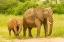 Picture of AFRICA-TANZANIA-TARANGIRE NATIONAL PARK AFRICAN ELEPHANT ADULT AND BABY 