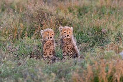 Picture of AFRICA-TANZANIA-SERENGETI NATIONAL PARK BABY CHEETAHS CLOSE-UP 