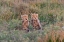 Picture of AFRICA-TANZANIA-SERENGETI NATIONAL PARK BABY CHEETAHS CLOSE-UP 