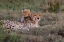 Picture of AFRICA-TANZANIA-SERENGETI NATIONAL PARK MOTHER CHEETAH AND BABY 
