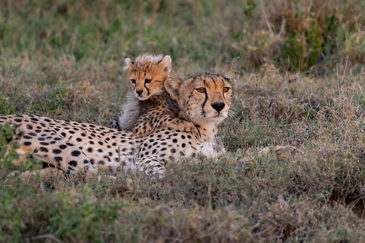 Picture of AFRICA-TANZANIA-SERENGETI NATIONAL PARK MOTHER CHEETAH AND BABY 