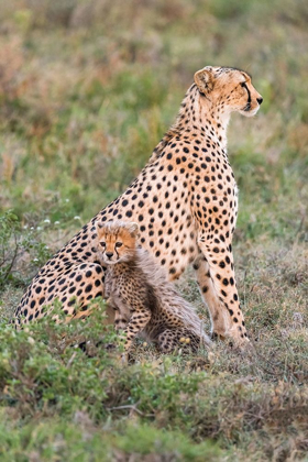 Picture of AFRICA-TANZANIA-SERENGETI NATIONAL PARK MOTHER CHEETAH AND BABY 