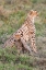 Picture of AFRICA-TANZANIA-SERENGETI NATIONAL PARK MOTHER CHEETAH AND BABY 