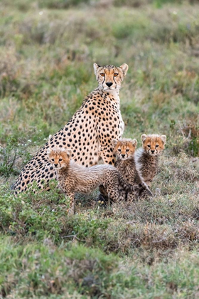 Picture of AFRICA-TANZANIA-SERENGETI NATIONAL PARK MOTHER CHEETAH AND YOUNG 