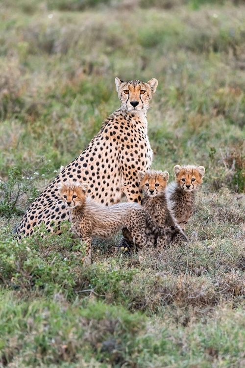 Picture of AFRICA-TANZANIA-SERENGETI NATIONAL PARK MOTHER CHEETAH AND YOUNG 
