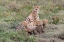 Picture of AFRICA-TANZANIA-SERENGETI NATIONAL PARK MOTHER CHEETAH AND YOUNG 