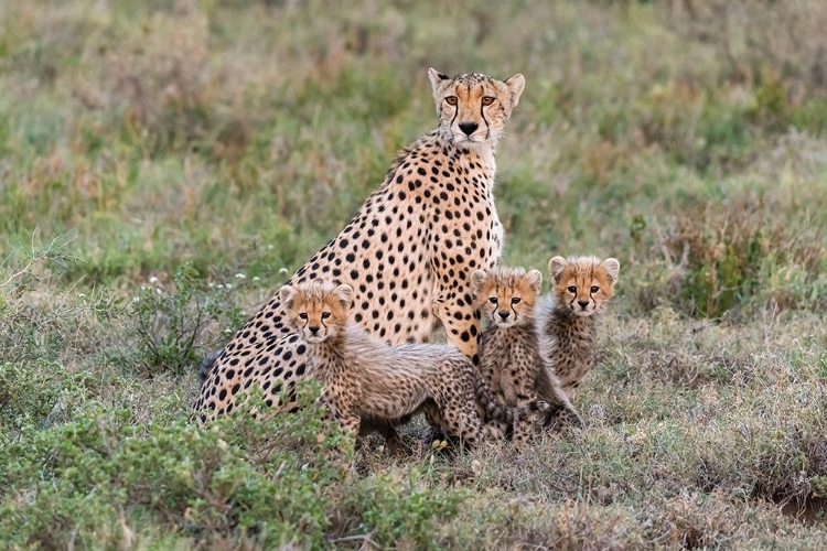 Picture of AFRICA-TANZANIA-SERENGETI NATIONAL PARK MOTHER CHEETAH AND YOUNG 