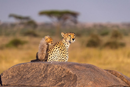 Picture of AFRICA-TANZANIA-SERENGETI NATIONAL PARK MOTHER CHEETAH AND BABY 
