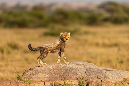 Picture of AFRICA-TANZANIA-SERENGETI NATIONAL PARK BABY CHEETAH ON BOULDER 