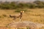 Picture of AFRICA-TANZANIA-SERENGETI NATIONAL PARK BABY CHEETAH ON BOULDER 