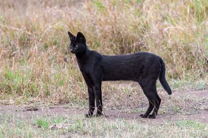 Picture of AFRICA-TANZANIA-SERENGETI NATIONAL PARK BLACK SERVAL CAT IN GRASS 