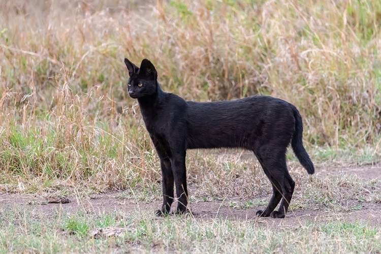 Picture of AFRICA-TANZANIA-SERENGETI NATIONAL PARK BLACK SERVAL CAT IN GRASS 