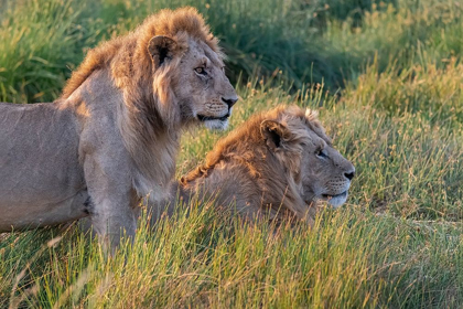 Picture of AFRICA-TANZANIA-SERENGETI NATIONAL PARK MALE LIONS CLOSE-UP 