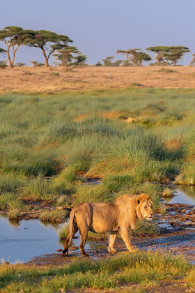 Picture of AFRICA-TANZANIA-SERENGETI NATIONAL PARK MALE LION AND WATER 