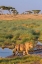 Picture of AFRICA-TANZANIA-SERENGETI NATIONAL PARK MALE LION AND WATER 