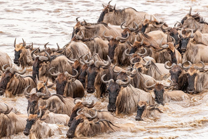 Picture of AFRICA-TANZANIA-SERENGETI NATIONAL PARK WILDEBEESTS CROSSING MARA RIVER 