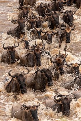 Picture of AFRICA-TANZANIA-SERENGETI NATIONAL PARK WILDEBEESTS CROSSING MARA RIVER 