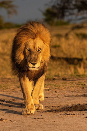 Picture of AFRICA-TANZANIA-SERENGETI NATIONAL PARK MALE LION CLOSE-UP 