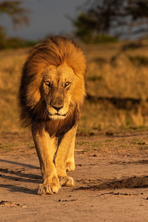 Picture of AFRICA-TANZANIA-SERENGETI NATIONAL PARK MALE LION CLOSE-UP 