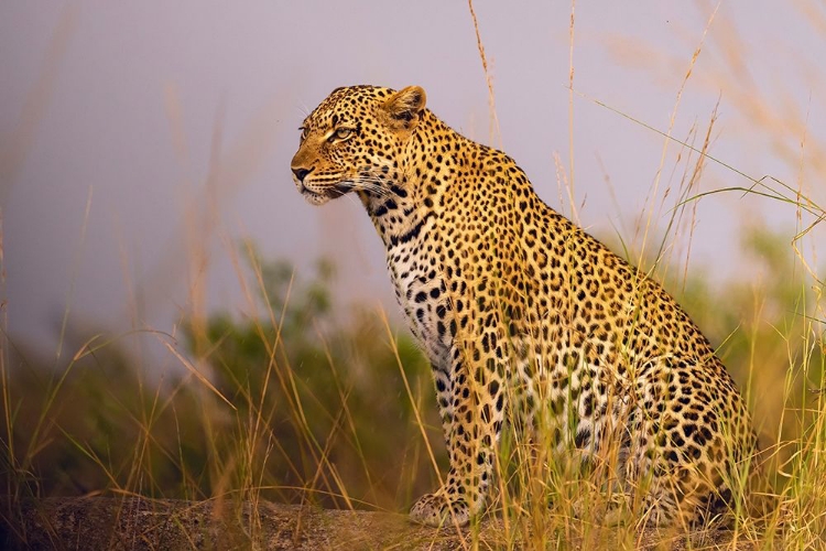 Picture of AFRICA-TANZANIA-SERENGETI NATIONAL PARK CLOSE-UP OF LEOPARD RESTING 