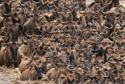 Picture of AFRICA-TANZANIA-SERENGETI NATIONAL PARK WILDEBEESTS CROSSING MARA RIVER 