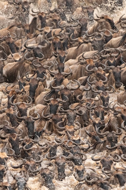 Picture of AFRICA-TANZANIA-SERENGETI NATIONAL PARK WILDEBEESTS CROSSING MARA RIVER 