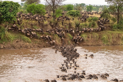 Picture of AFRICA-TANZANIA-SERENGETI NATIONAL PARK WILDEBEESTS CROSSING MARA RIVER 