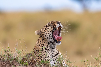 Picture of AFRICA-TANZANIA-SERENGETI NATIONAL PARK YAWNING LEOPARD 