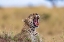 Picture of AFRICA-TANZANIA-SERENGETI NATIONAL PARK YAWNING LEOPARD 