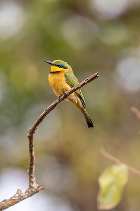 Picture of AFRICA-TANZANIA LITTLE BEE-EATER BIRD ON LIMB 