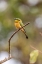 Picture of AFRICA-TANZANIA LITTLE BEE-EATER BIRD ON LIMB 