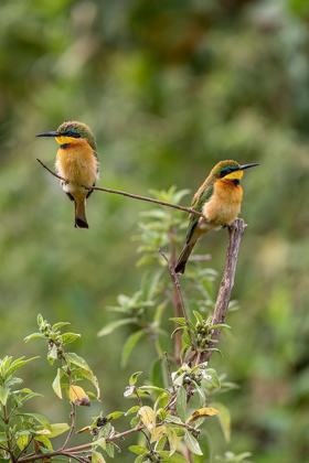 Picture of AFRICA-TANZANIA LITTLE BEE-EATER BIRDS ON LIMB 