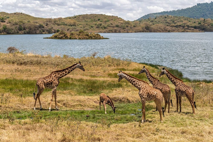 Picture of AFRICA-TANZANIA-SERENGETI NATIONAL PARK GIRAFFES ON PLAIN 